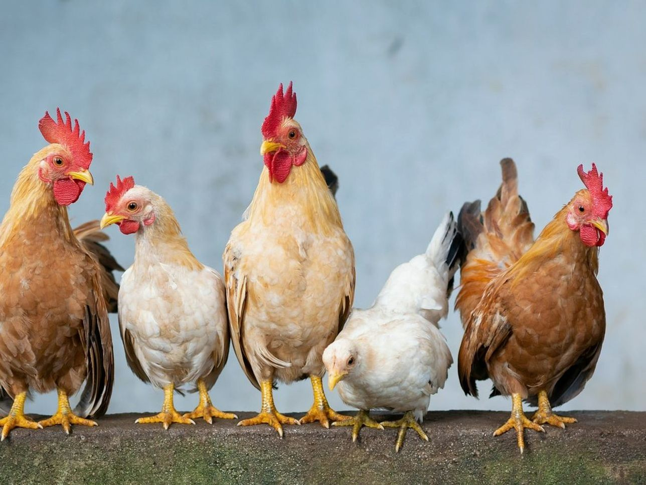 Scegliere la razza giusta di pollo
