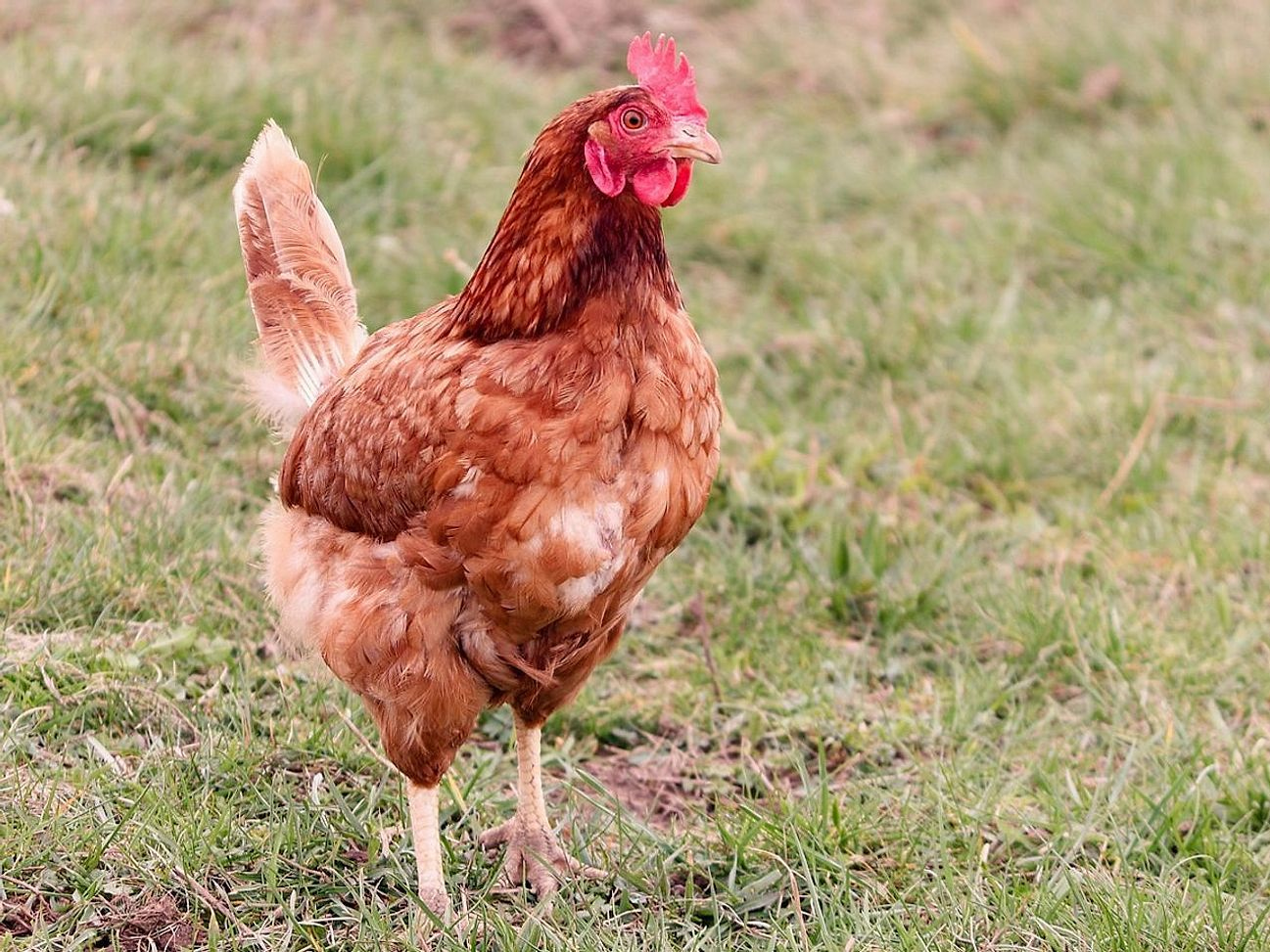 Uova marroni contro bianche: quale razza scegliere per la fattoria